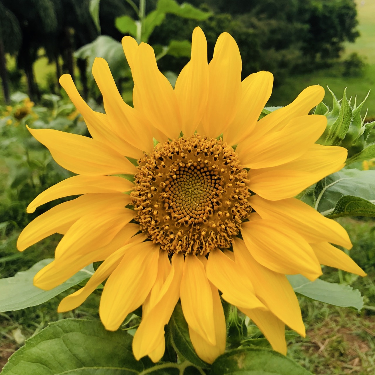 A Happy Sunflower 🌻